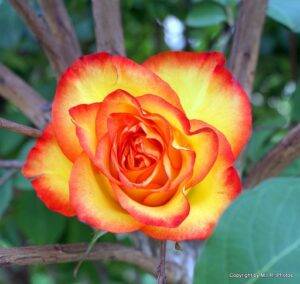 Understanding Yellow Roses with Red Tips