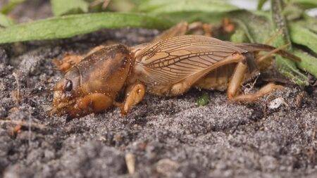 How to Kill a Cricket: A Comprehensive Guide